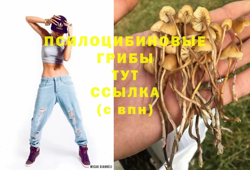 hydra как зайти  Красногорск  Псилоцибиновые грибы Psilocybe 