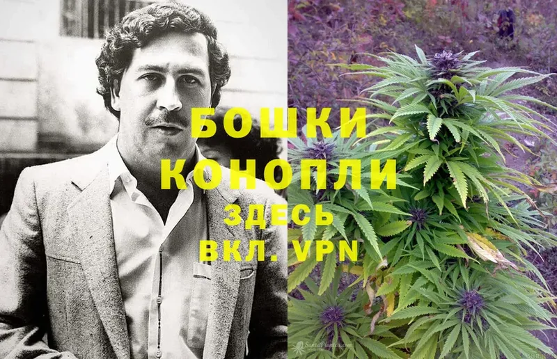 Каннабис OG Kush  Красногорск 